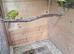 Kakarikis for sale