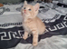 lovely kittens