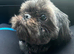 Male shih tzu
