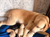 Millie&rsquo;s litter of cuties