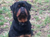 Male Serbian Rottweiler