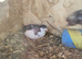 Chinese button quails