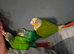 Beautiful hand reared baby conures