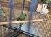 Baby lovebirds