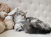 Maine Coon Champion bloodline