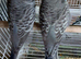 Blackface baby budgies and splits