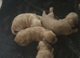 Cavapoo puppies