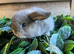 Stunning mini lion lops