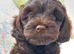 Fully Vaccinated Chocolate Cockapoo Girl