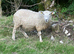 Two Gotland/Suffolk/Dartmoor breeding ewes