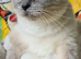 Beautiful Ragdoll munchkin Kittens *READY NOW *