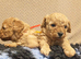 Gorgeous male and female Cavapoo puppies