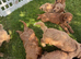 Quality Cockapoo Puppies