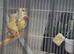 Pair of Star finches