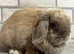Mini lop Blue Tort Girl