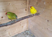 2 females kakarikis