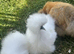 Silkie Chick for sale