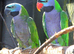 Darbiyn parrot Glasgow