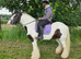 15hh 11 year old gelding