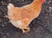 Laying hens