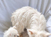 West highland terrier