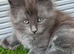 3 beautiful mainecoon polydactyl