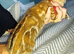 Gingal kittens (GINger x benGAL) x 5