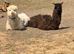 2 male alpaca 10 months old