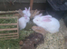 Flemish / continental giant x lop