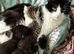 2 kittens female