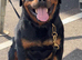 Pure German Rottweiler Puppies For Sale