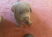2 Girl Silver Labrador puppies for sale ready 20/9/ 2026