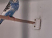 Budgies