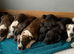JAW-DROPPING POCKET BULLIES – IMPRESSIVE GENETICS & LOVING TEMPERAMENTS