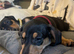 Puppies looking for 4ever home