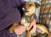 Frankie The perfect gentleman that only takes a little room on the sofa
