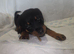 Rottweiler Puppies READY NOW
