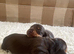 True chocolate miniature dachshunds