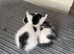 2 kittens left