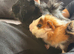 Guinea pigs free to a loving home.
