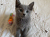 Pure pedigree Instagram starts Russian blue kittens