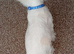 Puppy Bichon Frise