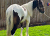 Tri coloured colt