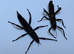 Various surplus inverts for sale - stick/leaf insects, mantis, snails