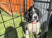 Lovely sprocket for a forever home