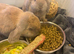 Mini lop
