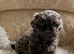 Shitzu puppies 3 blue girls
