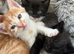 Gorgeous kittens
