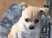 Chihuahua puppies
