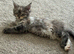 Pedigree Female Mainecoon kitten